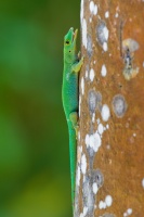 Felsuma - Phelsuma sundbergi - Seychelles Giant Day Gecko o1233